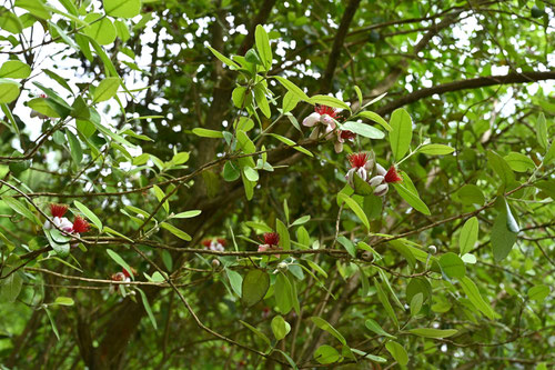Feijoa tree　
