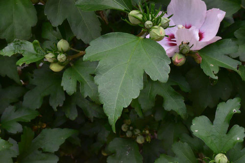 槿の花,むくげ,ムクゲ,葉っぱ