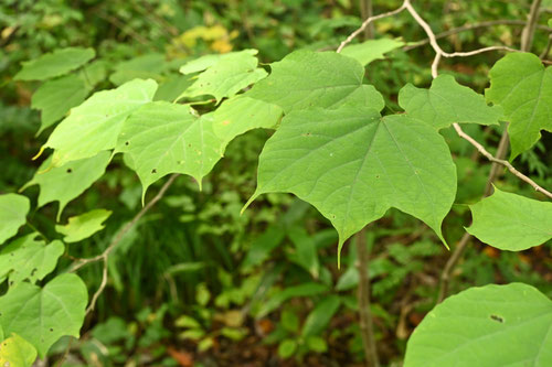 うりのき,植物,ウリノキ