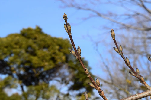 レンギョウの花,れんぎょう,特徴,連翹