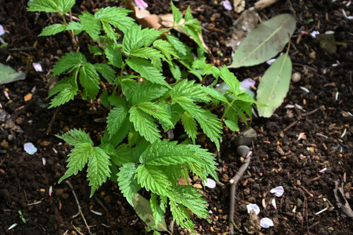 蟒蛇草,植物図鑑,ウワバミソウ,うわばみそう