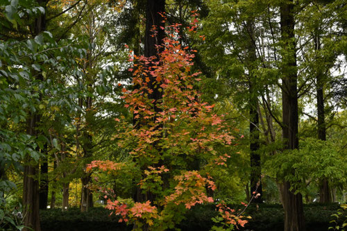 サトウカエデ,さとうかえで,砂糖楓,シュガーメイプル