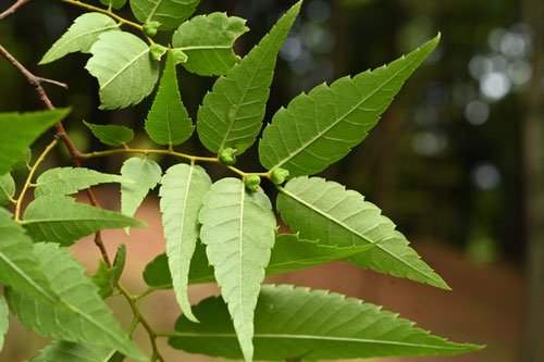 けやき,ケヤキ,槻,種子,欅