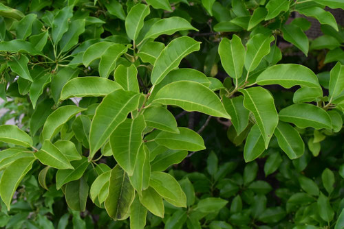 ソヨゴ,そよご,植木,特徴