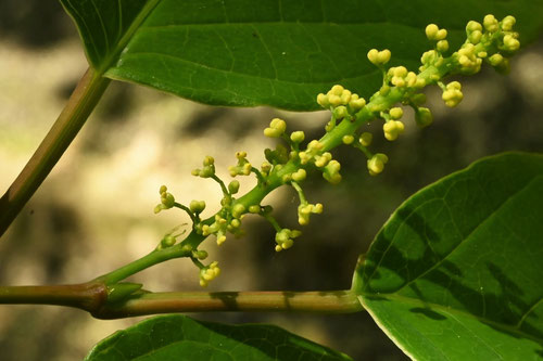 白木,植物,雌雄