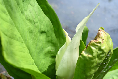 みずばしょう,植物