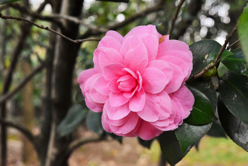 ドロシージョンソン　