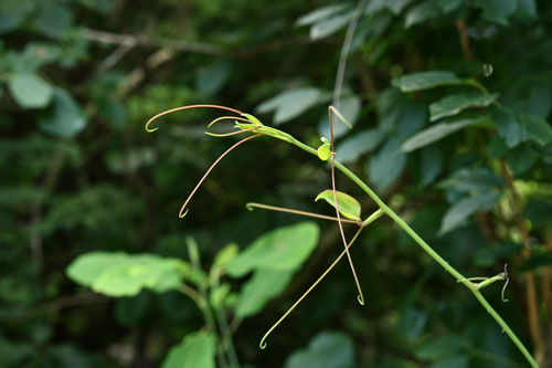サルトリイバラ,さるとりいばら,植物