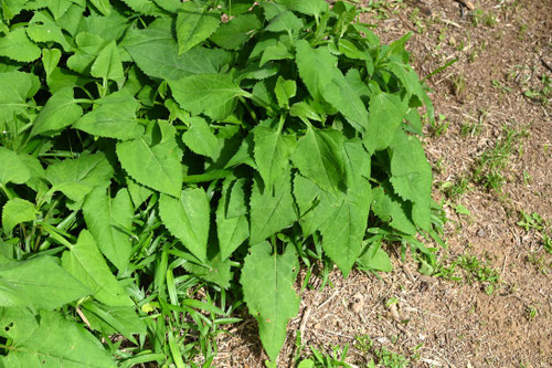 しらやまぎく,植物