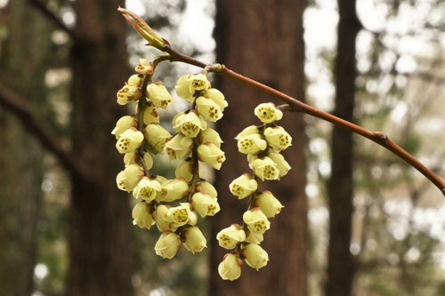 キブシの花,きぶし,雄株,木五倍子