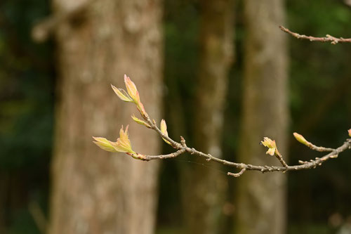 Trident maple