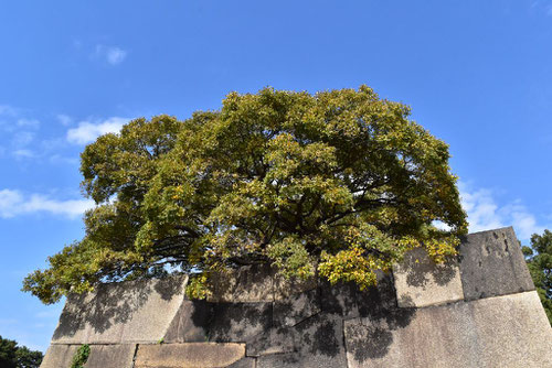 エノキの木,樹木,えのき