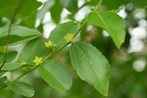 ナツメの花,木,雌花と雄花,なつめ