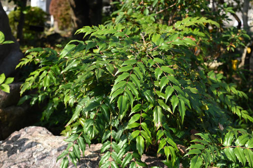 ヒイラギナンテン