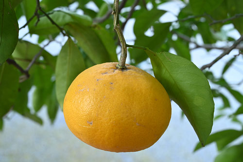 橙の木の実