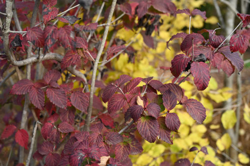 男酔染,木,紅葉