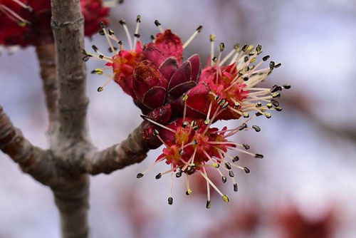 ハナノキの花,はなのき,画像