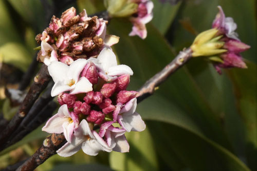 じんちょうげ,沈丁花の開花,チンチョウゲ