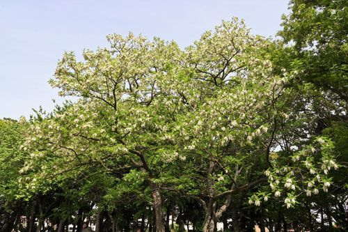 ニセアカシアの木,花,にせあかしあ