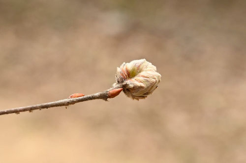 いぬしで,新芽