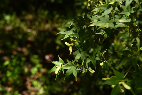 イロハモミジとは,イロハカエデ,いろはもみじ