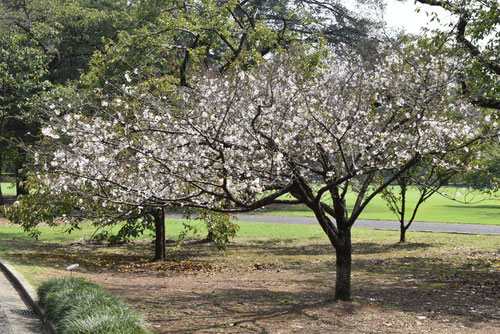 十月桜,樹形,じゅうがつざくら