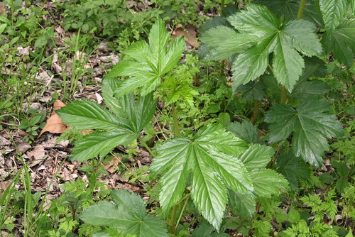 カジイチゴの木の葉,かじいちご