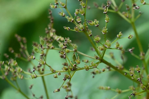 キョウガノコ,植物,きょうがのこ