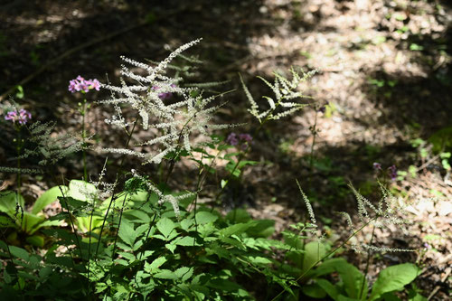 トリアシ,山野草