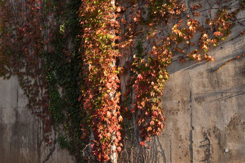 つた,蔦,ツタ,夏蔦