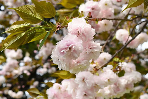 花言葉は「豊かな教養」など