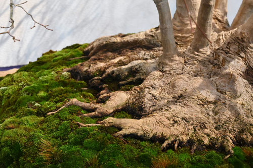 ヤマモミジ,やまもみじ,Bonsai,yamamomiji