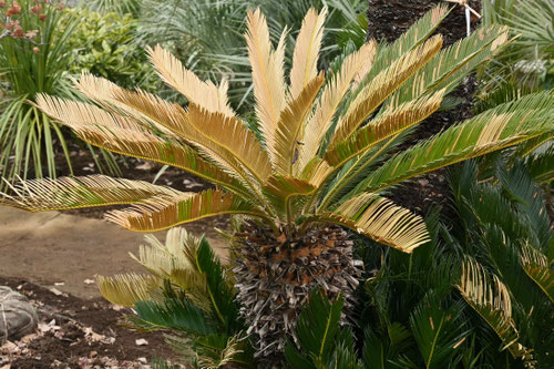 Japanese sago palm