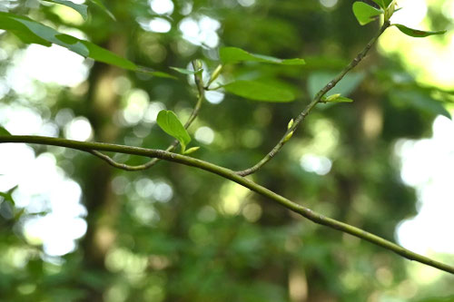 和菓子の楊枝,クロモジ,くろもじ,黒文字の木
