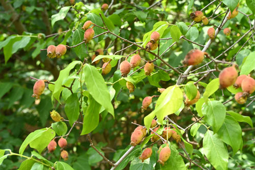 ソシンロウバイ,そしんろうばい,sosinnroubai
