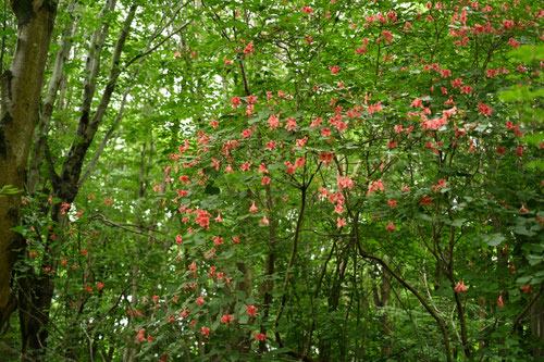 あまぎつつじ,木の花