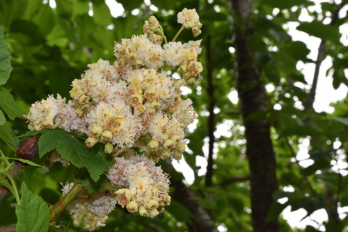 マロニエの花,ピラミッドみたいな花,まろにえ