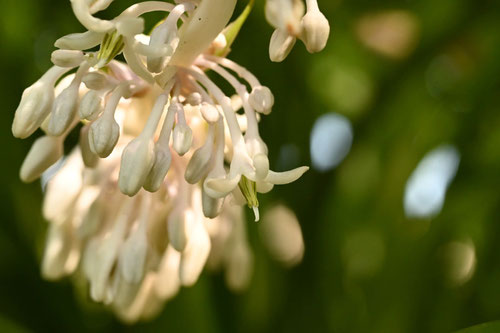 ノシラン,のしらん,植物