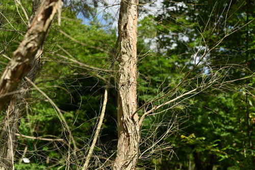 Narrow-leaved Paperbark