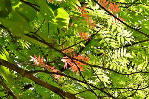 ナナカマド,ななかまど,紅葉,七竈の木