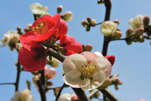 ボケの花,ぼけ,木瓜,Flowering quince 