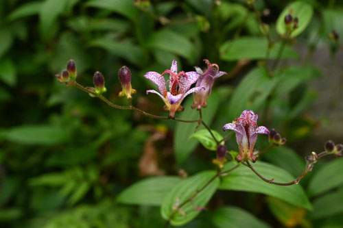 台湾ホトトギス,植物の花