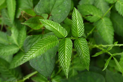 ばらいちご,バライチゴ,植物