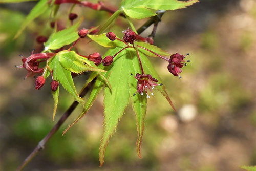イロハモミジの花,カエデの花,画像