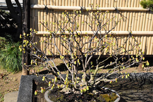 土佐水木,bonsai,とさみずき,トサミズキ
