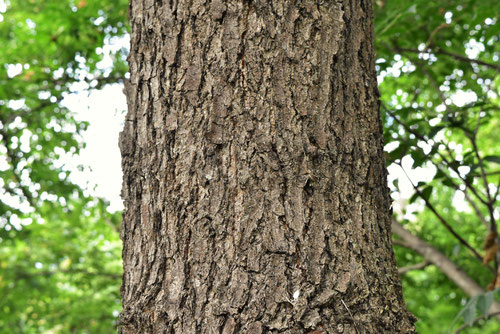 Japanese alder,picture