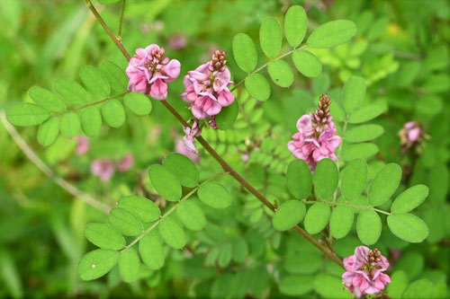 こまつなぎの花,コマツナギ