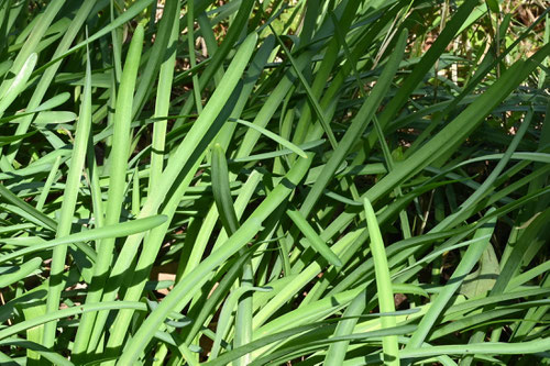 キツネノカミソリ,植物図鑑