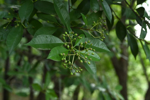 かなめもちの木,カナメモチ