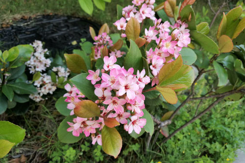 シャリンバイ,ピンクの花,しゃりんばい